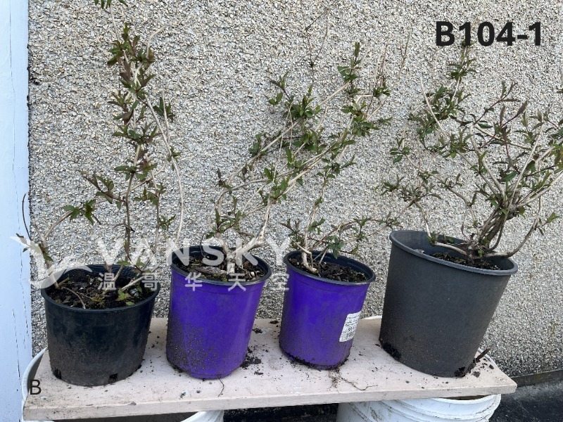 260323231115_B104-1 18-1 - 25-04.JPG